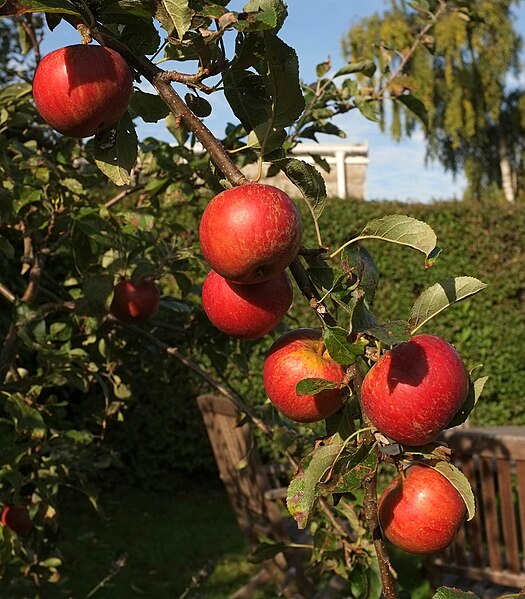 File:Apples, Torre - geograph.org.uk - 4677087.jpg