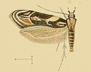 <i>Aproaerema mercedella</i> Species of moth