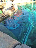 Aquatica San Antonio wildlife 7.jpg