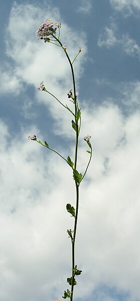 File:Arabidopsis halleri subsp. ovirensis stem (06).jpg