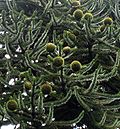 Miniatura para Arboretum de Puéchagut