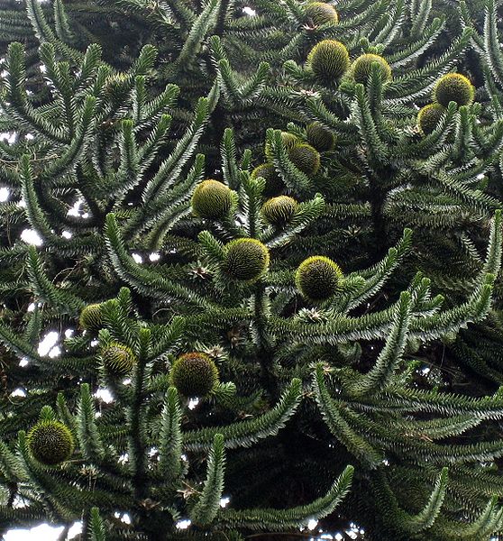 File:Araucaria araucana cones.jpg