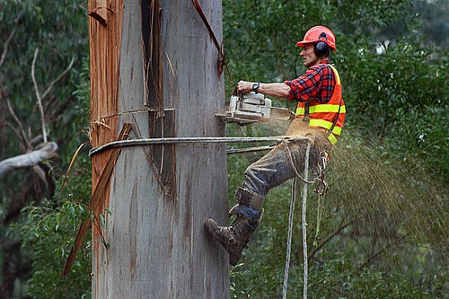 An arborist using a chainsaw to cut a eucalyptus tree in a public park