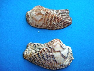 <i>Arca noae</i> species of mollusc