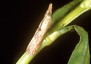 <i>Arcola malloi</i> Species of moth