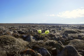 Arctic poppy among rocks.jpg