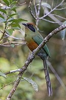 aves De Argentina