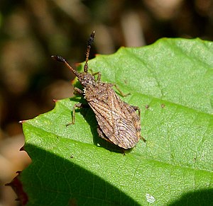 Arenocoris waltlii (Coreidae).  Breckland Leather Bug.  - Flickr - gailhampshire.jpg