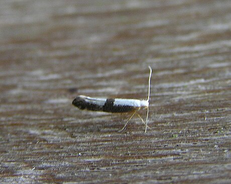 Argyresthia spinosella