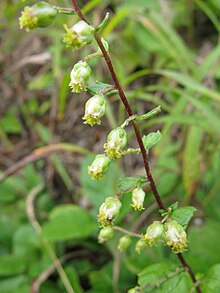 Artemisia keiskeana 2.JPG