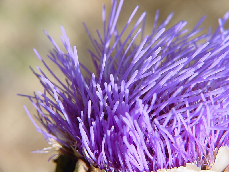 File:Artichoke-flower-closeup.jpg