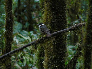 Ashy robin Species of bird