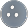 Aspergillus arenarioides growing on CYA plate