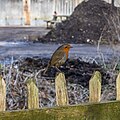 * Nomination Robin at Dunham Massey Hall gardens --Mike Peel 10:00, 4 February 2024 (UTC) * Promotion  Support Good quality. --MB-one 18:04, 5 February 2024 (UTC)