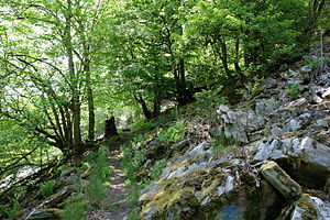 Path in the nature reserve (2014)