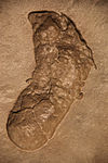 Australopithecus afarensis footprint.jpg