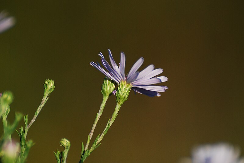 File:Azure Aster (Symphyotrichum oolentangiense).jpg