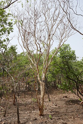 <i>Hymenocardia acida</i> Species of tree