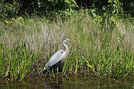 Heron in the Back Bay National Wildlife Refuge, 2021