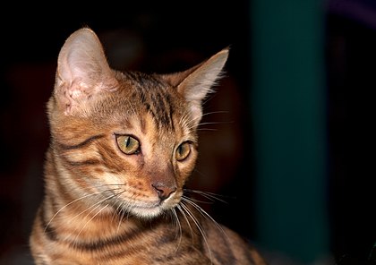 Gato-de-bengala jovem na exposição de felinos de Moscou em 2010. (definição 3 970 × 2 800)