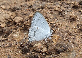 Ventral view