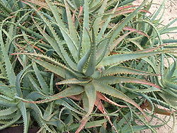 Kokveida alveja (Aloe arborescens)