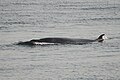 * Nomination: Common minke whale --Cephas 23:20, 31 August 2012 (UTC) * * Review needed