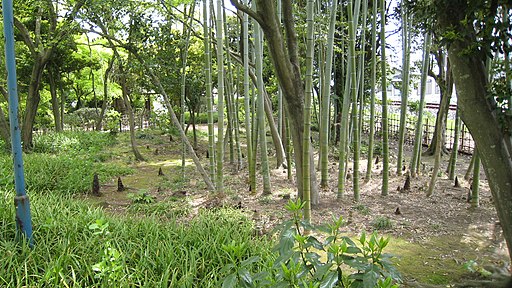 BambooShoot