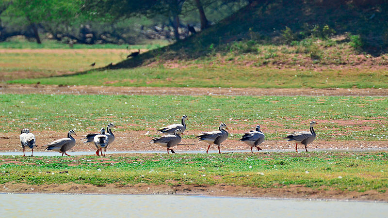 File:Bar-headed Geese (Anser indicus) at Koonthakulam Bird Sanctuary.jpg