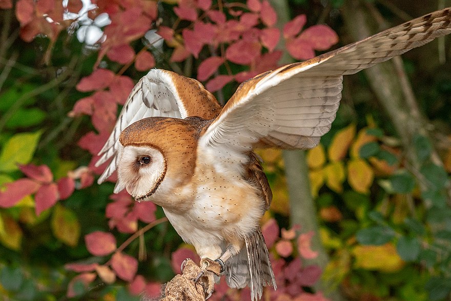 Barn Owl The Reader Wiki Reader View Of Wikipedia