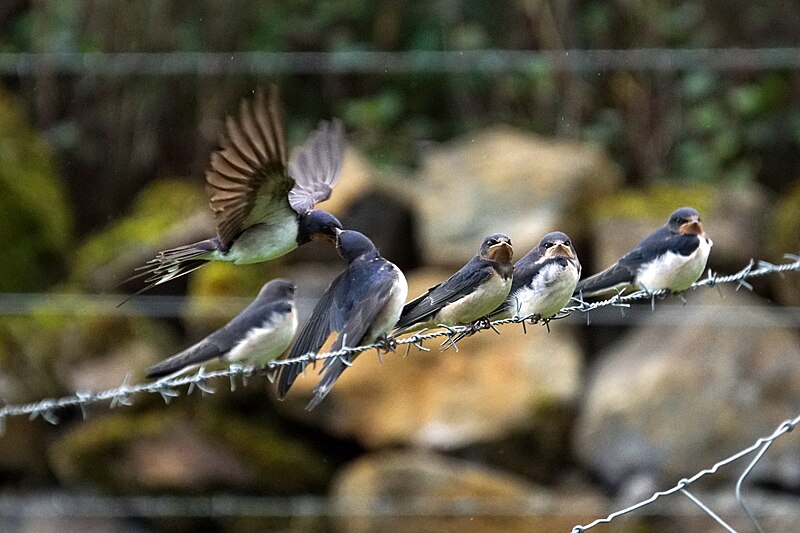 File:Barn Swallows (Hirundo rustica), Baltasound - geograph.org.uk - 5902709.jpg