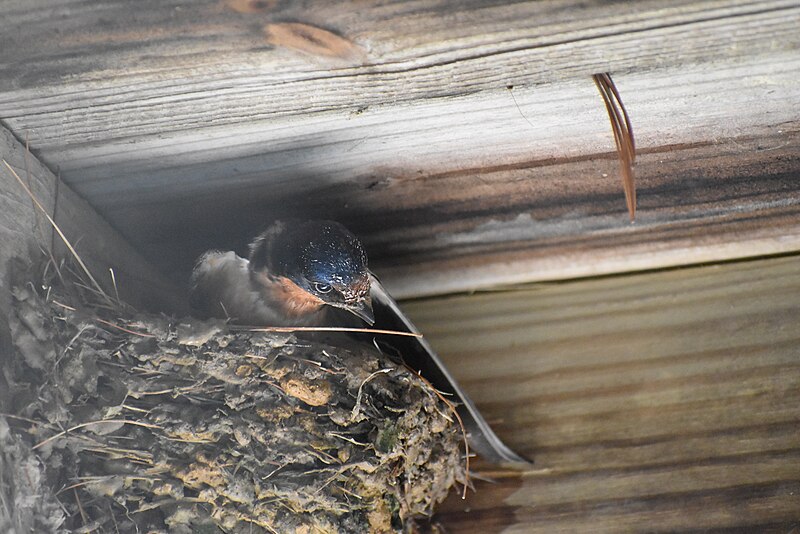 File:Barn swallow DSC 0827.jpg