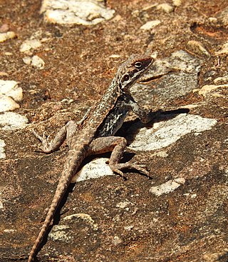 <i>Ctenophorus mirrityana</i> Species of lizard