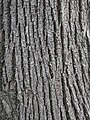 Basswood (Tilia americana) Bark - Guelph, Ontario 2013-11-30.jpg