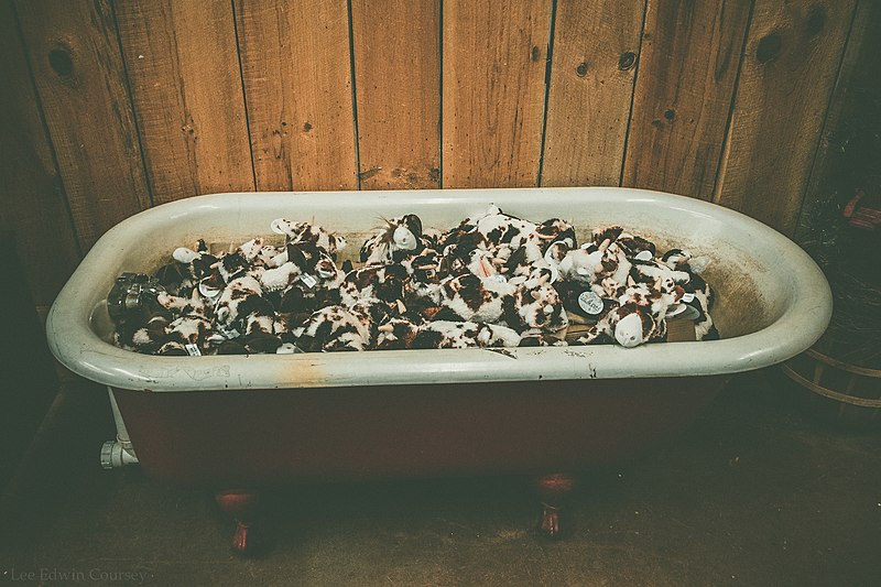 File:Bathtub Full of Toy Cows - Flickr - Lee Edwin Coursey.jpg