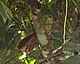 Bay Coucal (Centropus celebensis celebensis).jpg