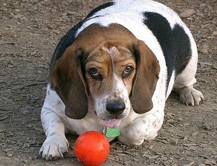 Weight gain can be a problem in older or sedentary dogs, which in turn can lead to heart and joint problems.