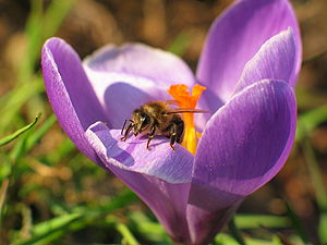 Crocus: Sinonímia, Espécies, Classificação do gênero