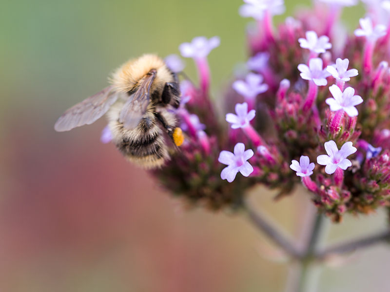 File:Bee on flower (9527707416).jpg