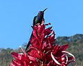 * Nomination A swallow-tailed hummingbird (Eupetomena macroura) between red leaves in Brazil. HVL 19:49, 2 August 2016 (UTC) * Decline I understand that this is a very hard subject to shoot, but a QI needs to be a bit sharper. Sorry. W.carter 19:20, 4 August 2016 (UTC)