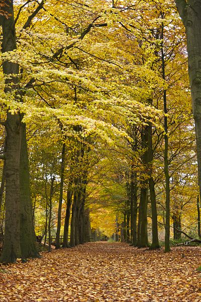 File:Beukenlaan herfst.jpg