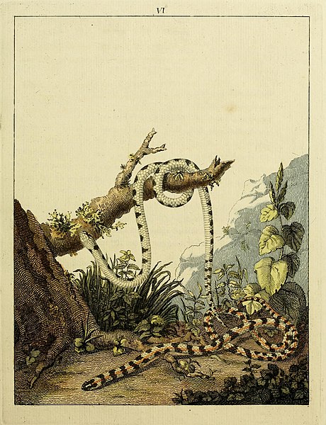 File:Beytraege zur Naturgeschichte (Plate VI) (8539818852).jpg