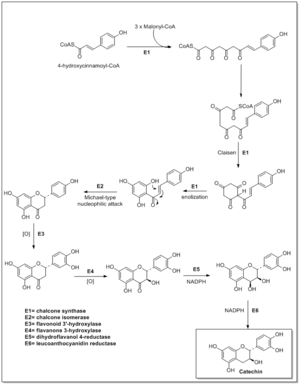 Biosyntéza katechinu