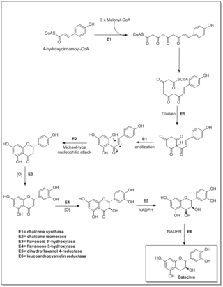 <span class="mw-page-title-main">Flavonoid biosynthesis</span>