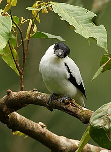 Image result for Black Crowned Tityra