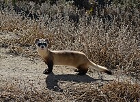 Black-footed Ferrets in Preconditioning Pens (15519959116) (cropped).jpg