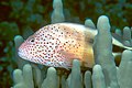 Black-sided Hawkfish (Paracirrhites forsteri), Kona, Hawaii