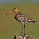 Black-sledoval Godwit Uferschnepfe.jpg