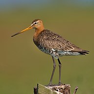 State Bird of the Kingdom of The Netherlands