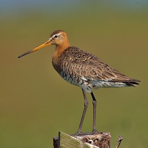 A black-tailed godwit